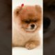 The Cute Pomeranian Dog | Funny Mini Baby Puppy | World's Cutest Puppies #pomeranian #shorts #dog 01