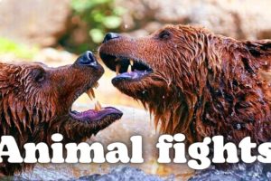 THE WILD SIDE OF ANIMALS | The Greatest Animal Fights|  Part 1