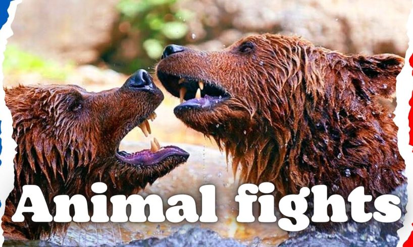 THE WILD SIDE OF ANIMALS | The Greatest Animal Fights|  Part 1