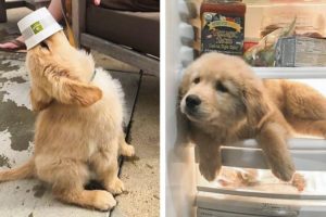 Adorable Golden Puppies That Will Make Your Day 🥰🐶🐶  | Cute Puppies