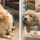 Adorable Golden Puppies That Will Make Your Day 🥰🐶🐶  | Cute Puppies