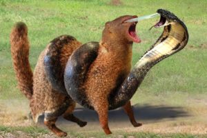 20 EXTREME Wild Animal Fights