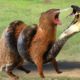 20 EXTREME Wild Animal Fights