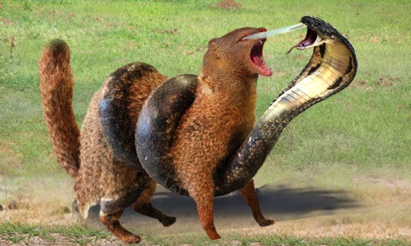 20 EXTREME Wild Animal Fights