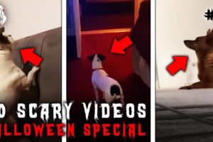 20 Scary Videos: Ghosts & Dogs [Halloween 2022]