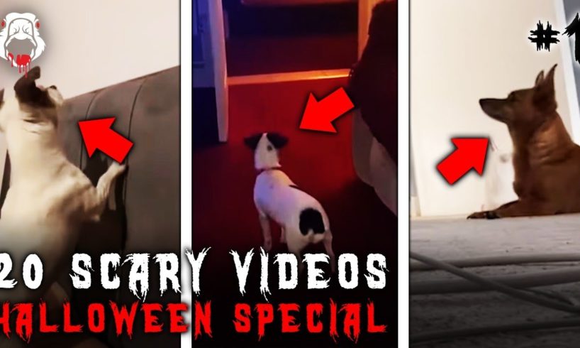 20 Scary Videos: Ghosts & Dogs [Halloween 2022]