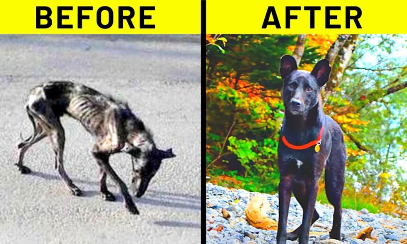 30 Animal Rescues That Will Melt Your Heart