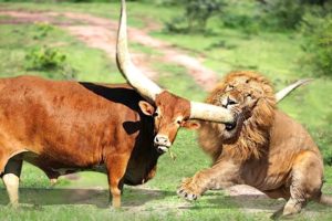 30 Merciless Animal Battles Ever Filmed