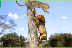 30 Mistakes When Big Cats And Animals Fight In The Trees...
