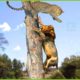 30 Mistakes When Big Cats And Animals Fight In The Trees...