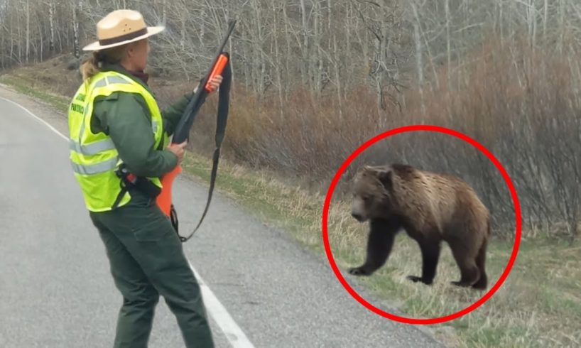 30 Scariest Bear Encounters of The Year