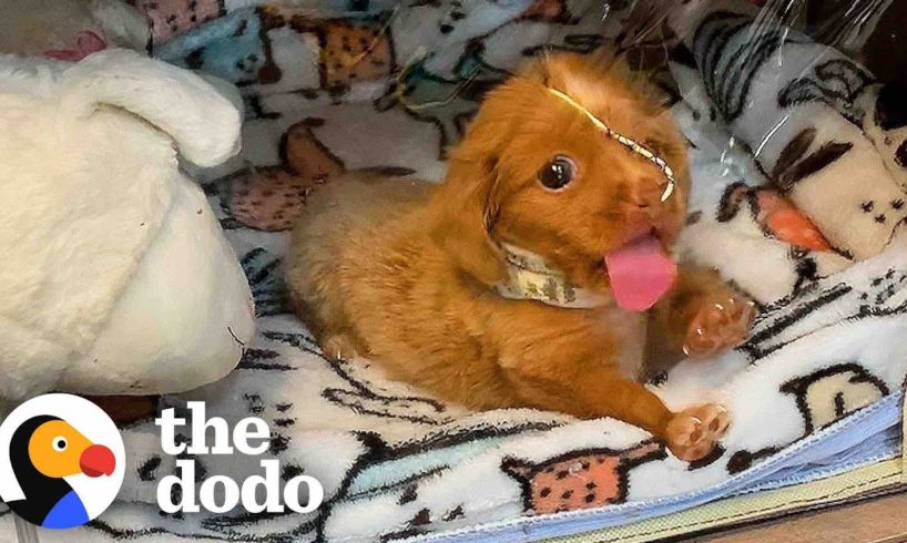 'Bubble Puppy' Decides She's Ready To Live In The World | The Dodo Comeback Kids