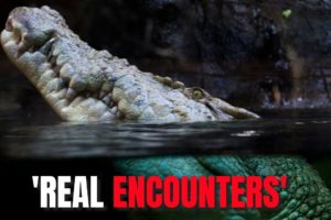 5 Crocodile Encounter Gone Wrong ! " Real encounters "