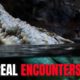 5 Crocodile Encounter Gone Wrong ! " Real encounters "