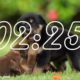 5 Minute Timer🐶🐶Cute Puppies & Puppy Music