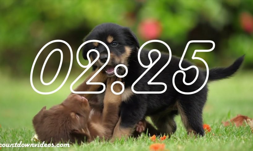 5 Minute Timer🐶🐶Cute Puppies & Puppy Music