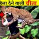 6 Leopard Encounters You're Not Meant to See | तेंदुआ के  ऐसे हमले आपके होश उड़ादें। #leopardattack