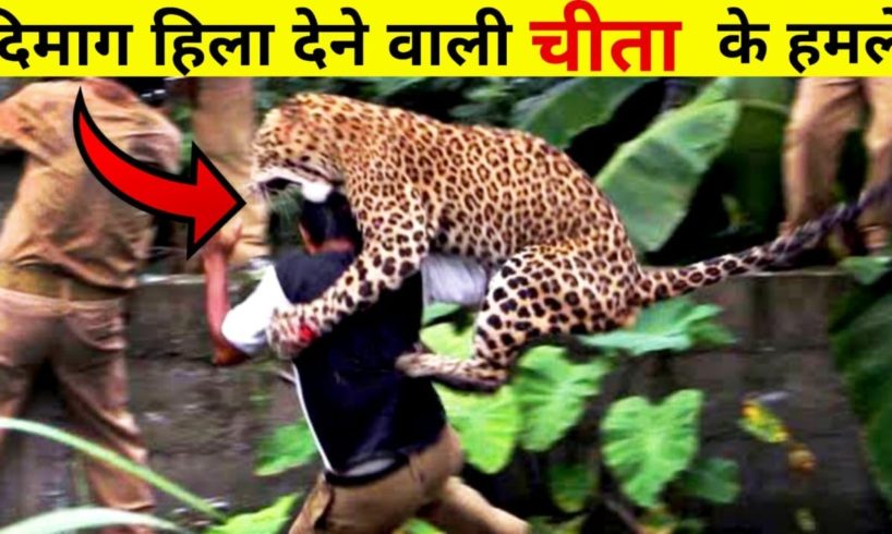 6 Leopard Encounters You're Not Meant to See | तेंदुआ के  ऐसे हमले आपके होश उड़ादें। #leopardattack