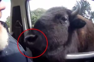 6 Scary Bison Close Encounters Caught on Camera!