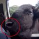6 Scary Bison Close Encounters Caught on Camera!