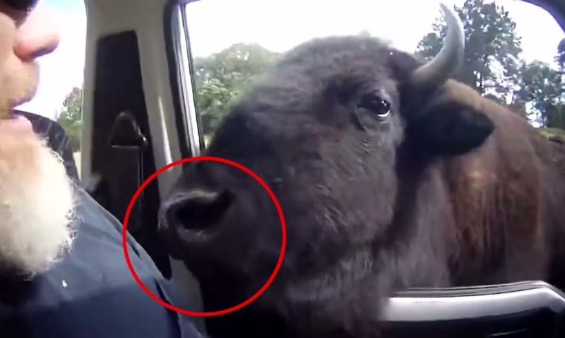 6 Scary Bison Close Encounters Caught on Camera!