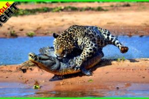 6 Scary Moments When Crocodiles ||  मगरमच्छ को ऐसे हमले देख ने केलिए चाहिए जिगरा | #crocodile