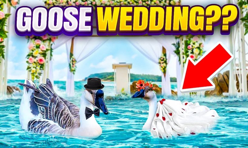 ANIMAL RESCUE MISSION That ENDS With A WEDDING!!