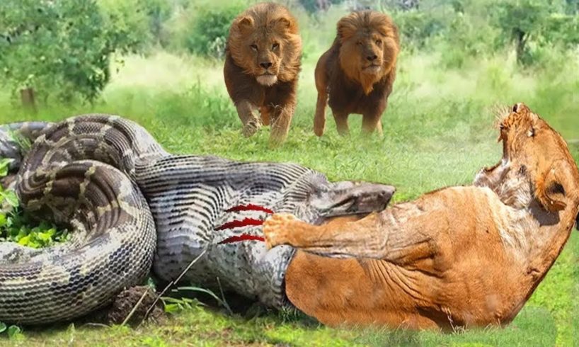 ANM_TERRIBLE! LION SCRATCHES GIANT PYTHON►LION Vs BUFFALO►Craziest Animal Fights Caught On Camera!