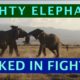 Absolutely Mighty elephants locked in a fight | Animal Fights | Display of Power
