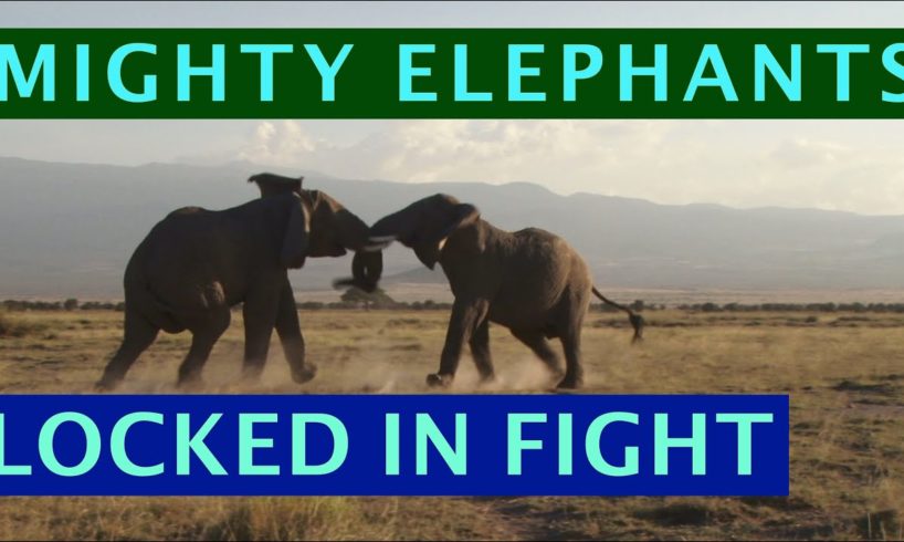 Absolutely Mighty elephants locked in a fight | Animal Fights | Display of Power