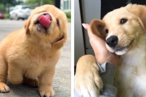 Adorable Golden Puppies That Will Make Your Day 🥰🐶| Cute Puppies