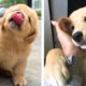 Adorable Golden Puppies That Will Make Your Day 🥰🐶| Cute Puppies