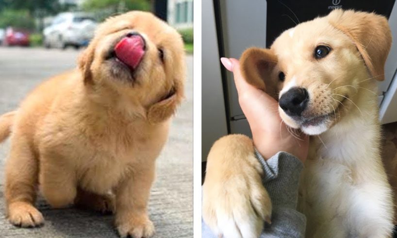 Adorable Golden Puppies That Will Make Your Day 🥰🐶| Cute Puppies