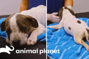 Adorable Pup Fights to Overcome Spinal Injury! | Pit Bulls & Parolees