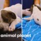 Adorable Pup Fights to Overcome Spinal Injury! | Pit Bulls & Parolees