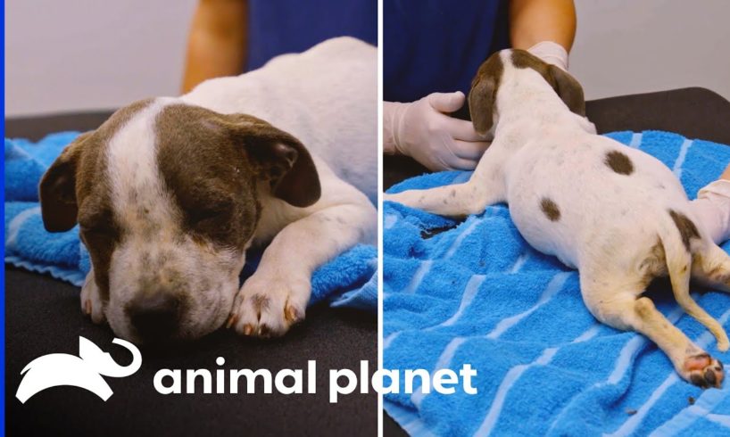 Adorable Pup Fights to Overcome Spinal Injury! | Pit Bulls & Parolees