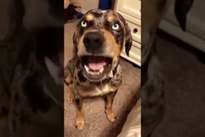 Amazing Funny🐶Dogs Fail ops Moments Viral Clips #shorts Video🤣|| #trending #animals #funny #reels