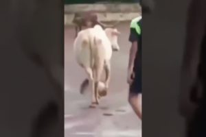 Amazing cow playing foot ball #shorts #animals #viral #cute