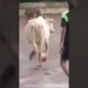 Amazing cow playing foot ball #shorts #animals #viral #cute