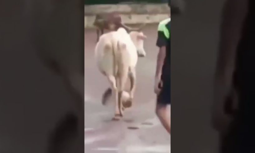 Amazing cow playing foot ball #shorts #animals #viral #cute