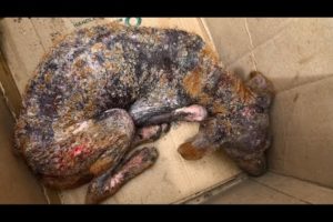Amazing transformation of sick dog | rescue dog before and after