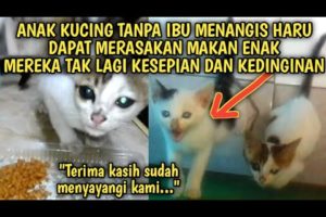 Anak Kucing Tanpa Ibu Menangis Haru Dapat Merasakan Makan Enak Mereka Tak Lagi Kesepian  Video Sedih