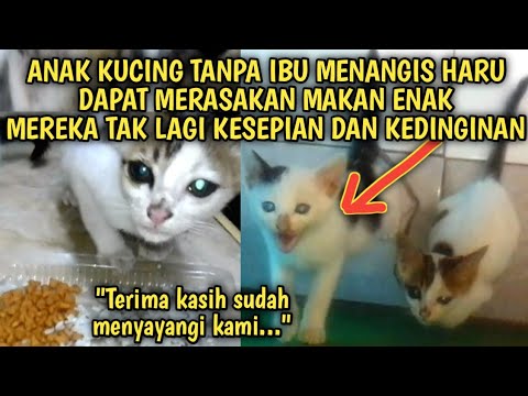 Anak Kucing Tanpa Ibu Menangis Haru Dapat Merasakan Makan Enak Mereka Tak Lagi Kesepian  Video Sedih