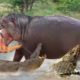 Angry Hippos Fight for Lion #wildanimals wild