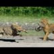 Animal Fighting Videos | Cheetah VS Gazelle | Animal Fights to The Death Video | Animal Wild