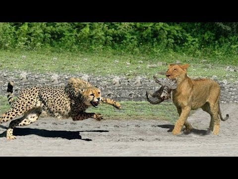 Animal Fighting Videos | Cheetah VS Gazelle | Animal Fights to The Death Video | Animal Wild