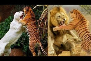 Animal Fights l Wild Animals l Wildlife l Tiger vs Lion l Wild Animal Fights #shorts #wildanimals