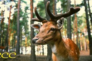 Animal Life In The Forest - Hidden Lives of Forest Animals in the Wild