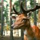 Animal Life In The Forest - Hidden Lives of Forest Animals in the Wild