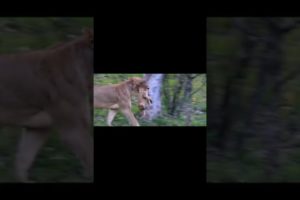 Animal World Records - How Lioness Takes Care Of Her Children #shorts #animallover